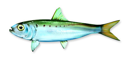 Alaccia