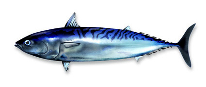 Biso
