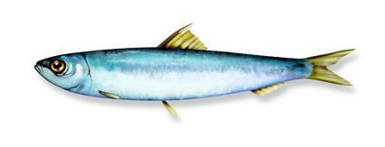 Sardina